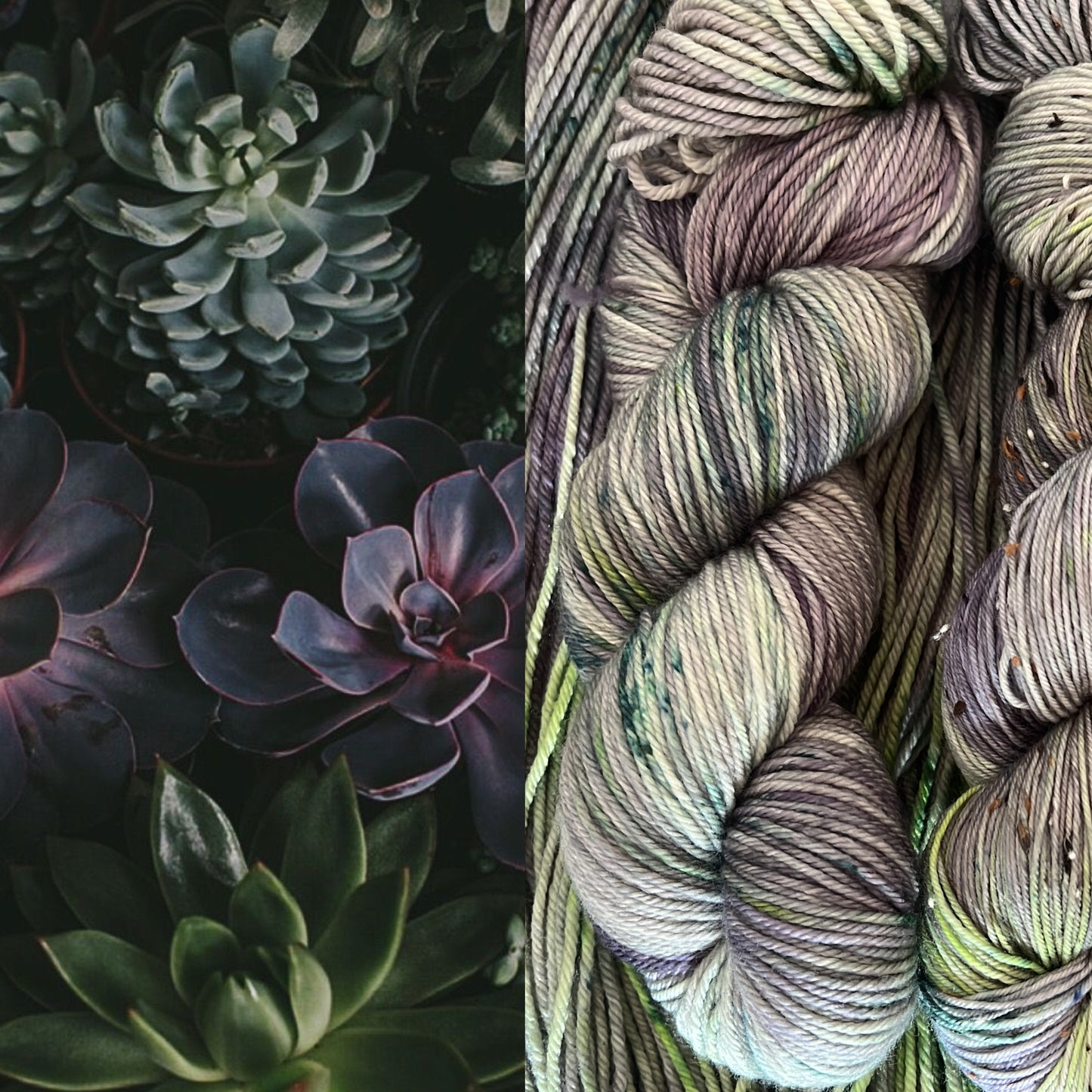 écheveau coloris Succulente